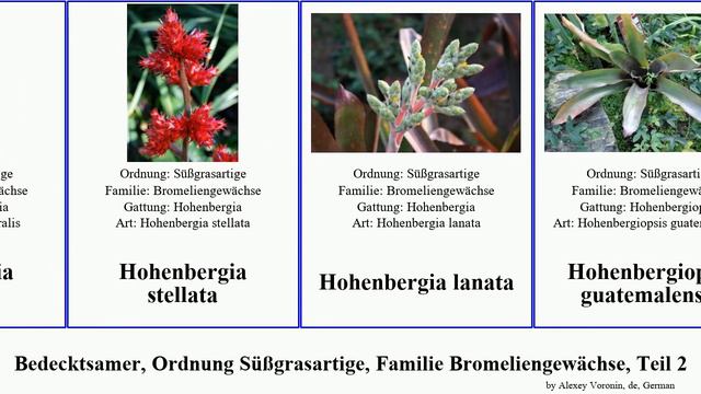 Bedecktsamer, Ordnung Süßgrasartige, Familie Bromeliengewächse, Teil 2 Hohenbergia Tillandsia