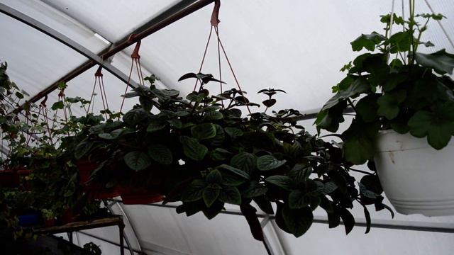 Плектрантус. смотреть онлайн