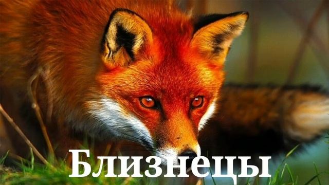 Какая ты лиса по знаку зодиака XD смотреть онлайн