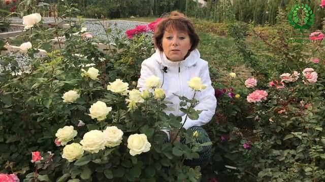 ОСЕННЯЯ ПЕРЕСАДКА ВЗРОСЛЫХ кустов РОЗ. НЕ ПРОПУСТИТЕ АКЦИЮ! Питомник ? и ? Е. Иващенко смотреть онлайн