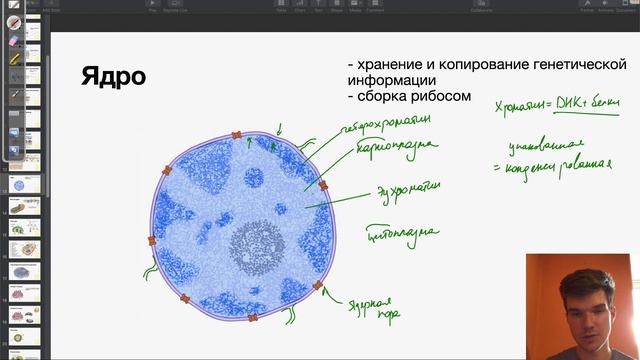 Строение и функции ядра | Биология ЕГЭ смотреть онлайн