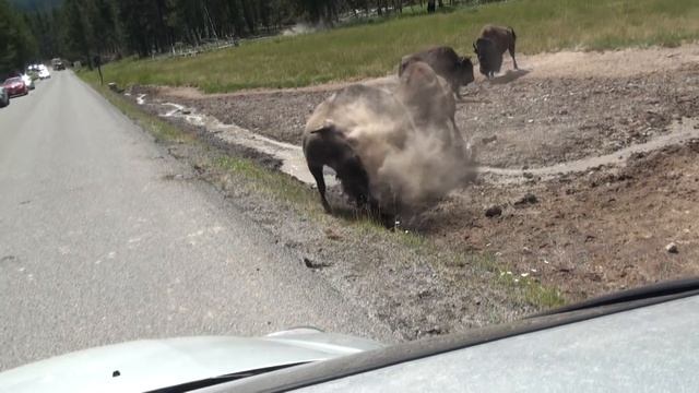 Bison Fight - Yellowstone смотреть онлайн