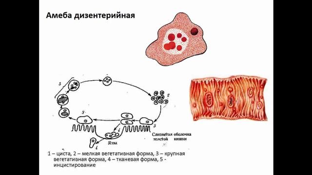 Амеба дизентерийная цикл размножения смотреть онлайн