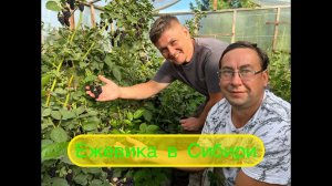 Ежевика в Сибири. Сорта: лохтэй, Натчез, Небеса могут подождать.