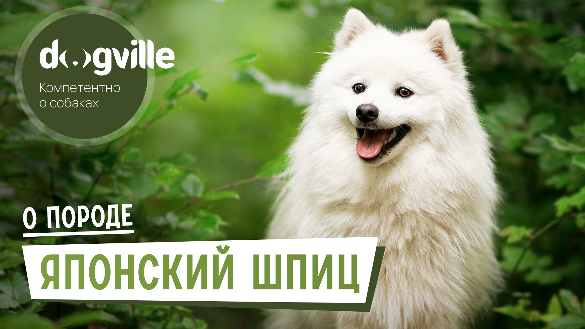 Японский шпиц – О породе – Как выбрать щенка Японского шпица? смотреть онлайн