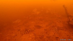 Зимняя блесна МАРОПЕДКА 36. Игра под водой и реакция рыбы на неё.