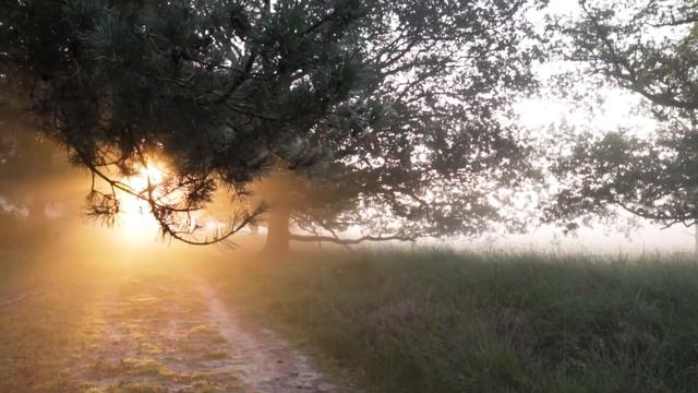 Звуки природы, Звуки Леса, пение лестных птиц, для релаксации, сна, Медитации, Расслабления, смотреть онлайн