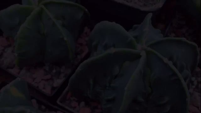 Ariocarpus, Astrophytum, variegata und cultivare смотреть онлайн