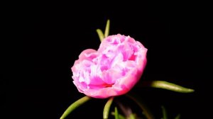 Видео 4К Потрясающее видео Цветы в 4К HDR Антистрессовая музыка