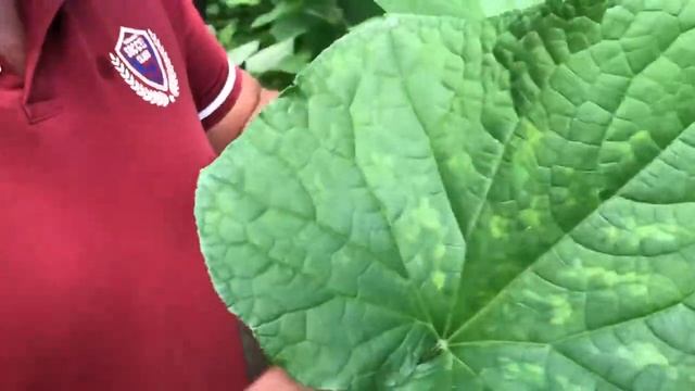 ?✨Супер средство которое вылечило мазайку на огурцах и все огуречные грибки за 20 часов смотреть онлайн