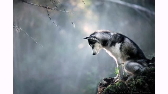 ХАСКИ!!ВСЁ О ПОРОДЕ! смотреть онлайн