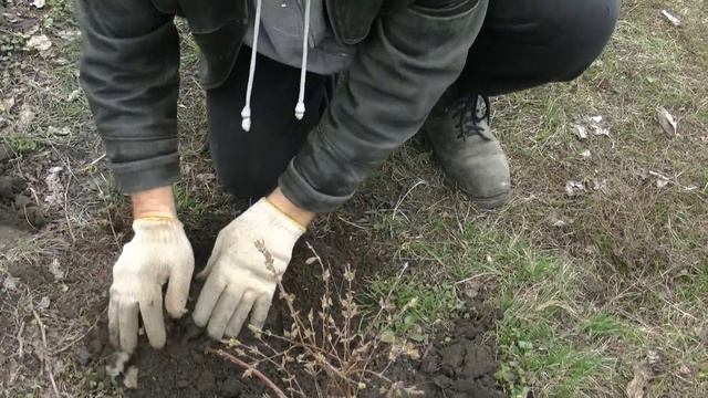 Вегетативное размножение жимолости съедобной / Vegetative reproduction edible honeysuckle смотреть онлайн