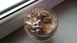 Выращивание вешенки в стеклянной банке