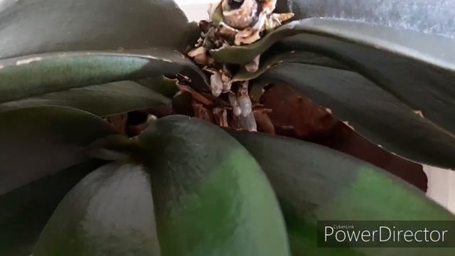 ОРХИДЕИ мини/миди. Мои ароматные красотки! Мини-Марк(13.01.20.) смотреть онлайн