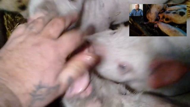 Нужно ли обламывать клыки маленьким поросятам смотреть онлайн