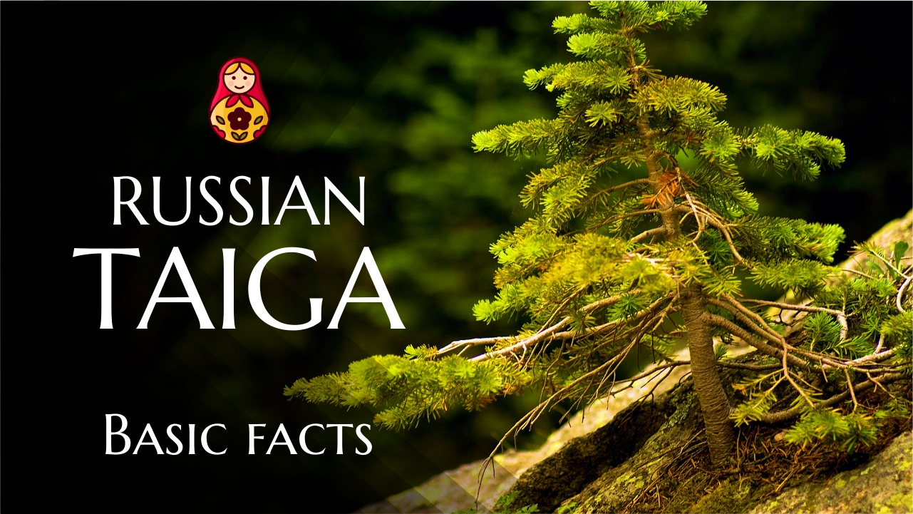 Russian Taiga - What is it? смотреть онлайн