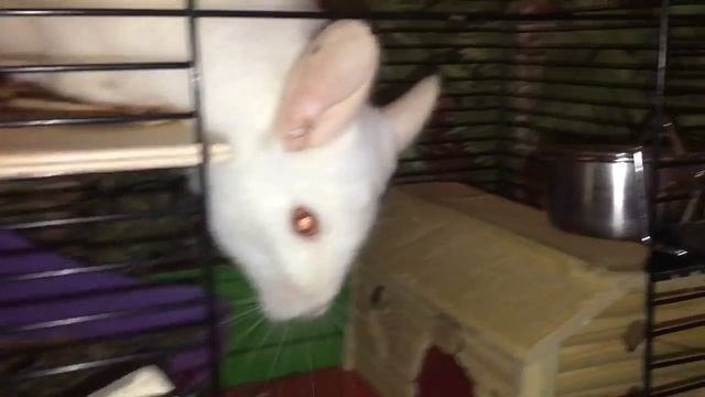 Как приручить шиншиллу?!) 2 месяца вместе смотреть онлайн