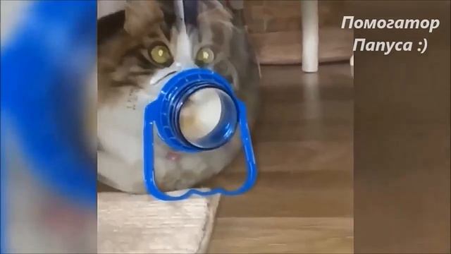 Говорящие коты! Сборник №7