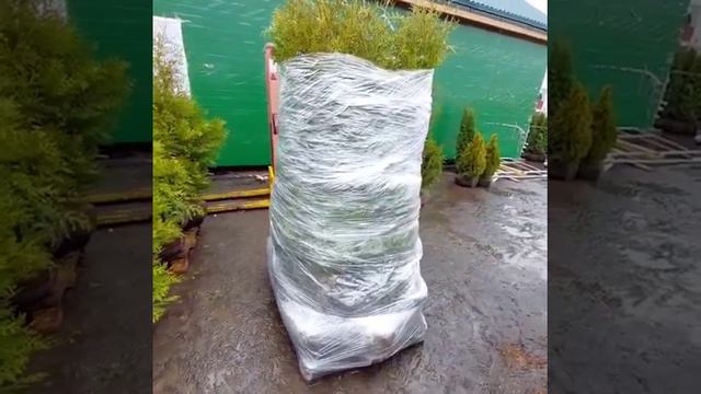 Туя западная брабант смотреть онлайн