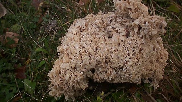 002 SPARASSIS CRISPA anche HELVELLA RAMOSA смотреть онлайн