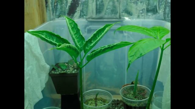 Amorphophallus titanum seedling timelapse смотреть онлайн