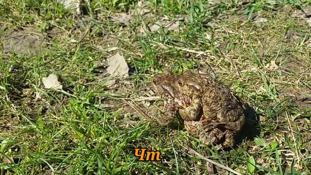 Царевна - лягушка. Русская сказка. смотреть онлайн