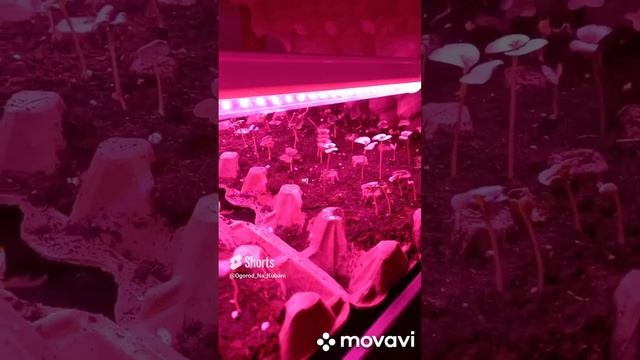 РЕДИС В ДОМЕ. 5Й ДЕНЬ И РЕЗУЛЬТАТЫ. ОГОРОД НА КУБАНИ. shorts# смотреть онлайн