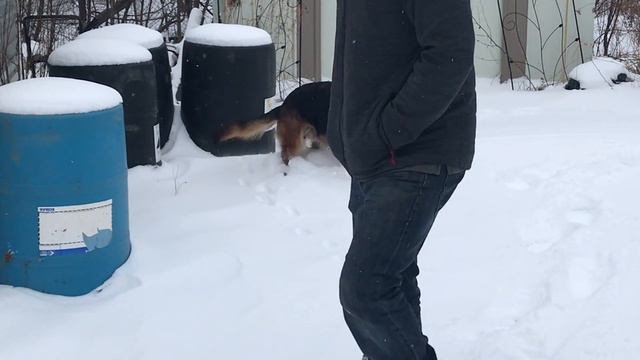 Countryland German Shepherds : Tess Walepharm Land