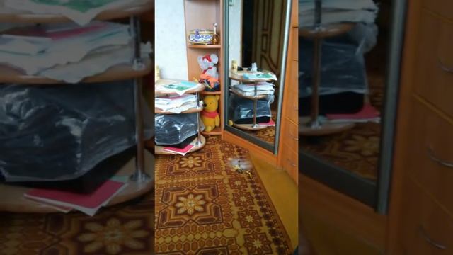 Кошка Кнопа против радиоуправляемого вертолета смотреть онлайн