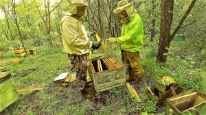 ПОГОДА ДАЛА ПОРАБОТАТЬ. ПОПРОВЕДАЛИ ПЧЕЛ)))