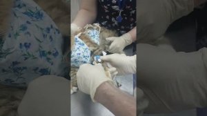 Снятие внутривенного катетера у кошки