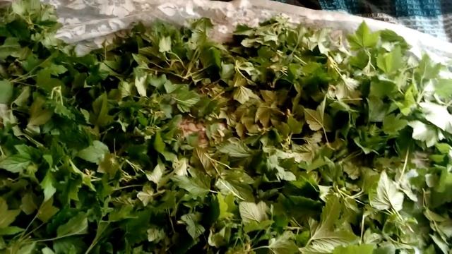 Листья смородины сушим на зиму в Кубеинке смотреть онлайн