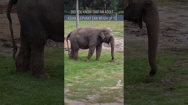 How much does an Elephant weigh? смотреть онлайн