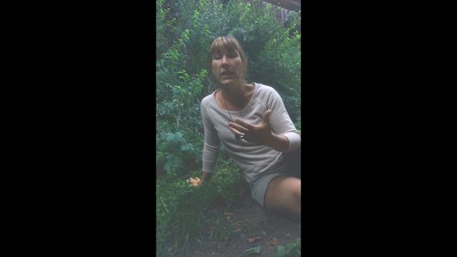 Plantain: Plantago Major