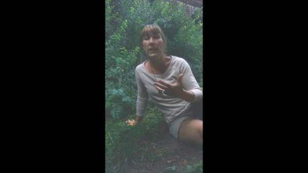 Plantain: Plantago major