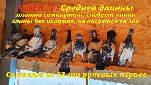 Голуби ДЕРЕШИ СТАНДАРТ и Происхождение Венгерского Высоколётного голубя Дереша ?/ Pigeon Pigeons