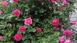 Обзор розы Parade - Парад.???Супер обильное, продолжительное цветение розы с сильным иммунитетом!