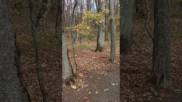 Ставрополь, 9 ноября. Погода пасмурная но тепло как и вчера. смотреть онлайн