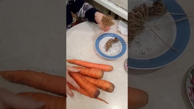 Свои семена моркови смотреть онлайн