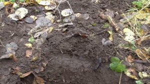 Нашли!!! Лесной поиск древних поселений... Коп с Русланом *Лесной коп*