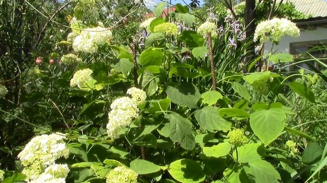 Хвойные. Можжевельник, мульча и измельчитель на садовом участке ! смотреть онлайн