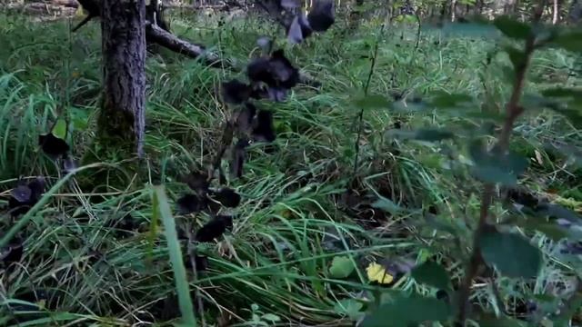 Грибы в октябре. Нашли шикарные экземпляры. смотреть онлайн