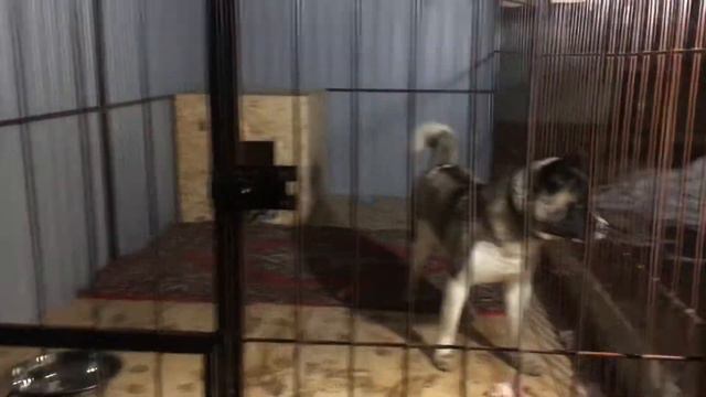 Вольер для собаки смотреть онлайн