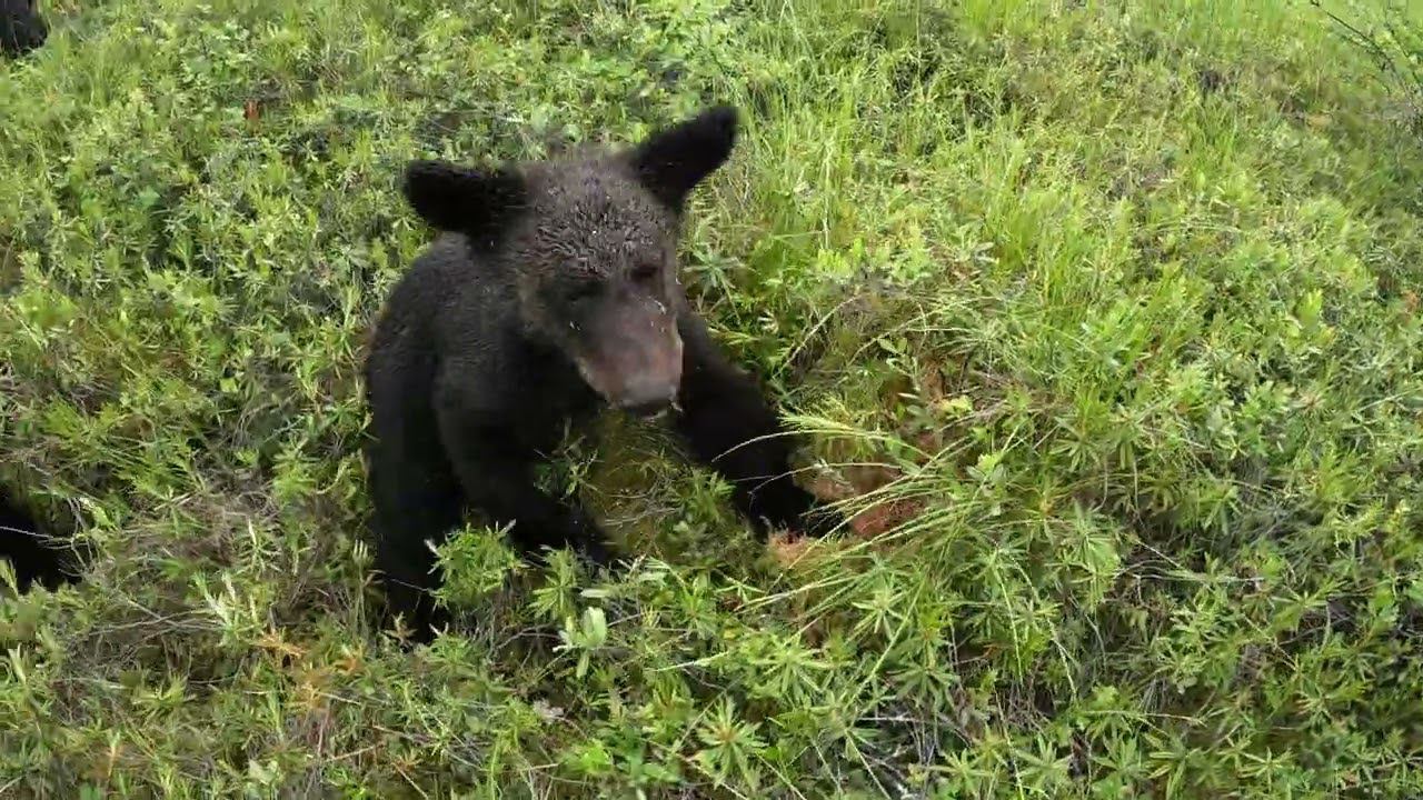 Медвежата обиделись. смотреть онлайн