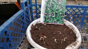 Немофила из семян. Обзор