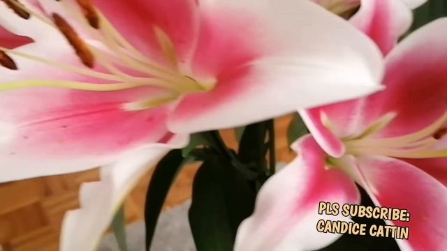 "Fleur De lys"|Amazing Flower|#Flordelis|Candice cattin смотреть онлайн