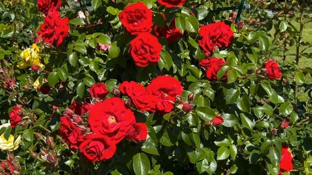 Роза Амадеус (Amadeus). Тёмно-красный бархатный красавец! Питомник растений Е. Иващенко смотреть онлайн