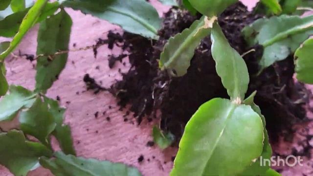 Рипсалис Эллептический. Июнь 2023. смотреть онлайн