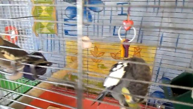 Кореллы: маленький питомник у себя дома смотреть онлайн