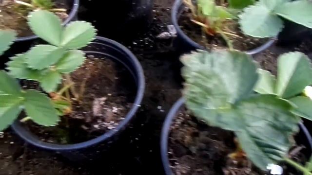 Купить рассаду клубники и земляники в питомнике Hoga смотреть онлайн